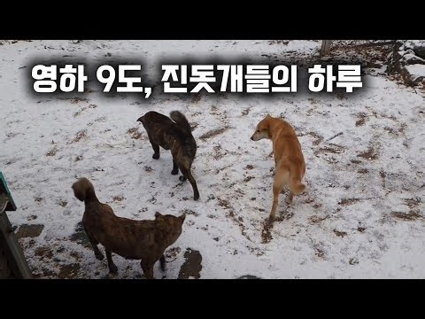 영하 9도, 산에 사는 진돗개들은 어떻게 지낼까?