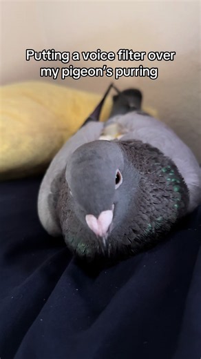 Pigeon purring with a filter: cute pigeon sounds explained
