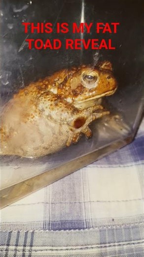 Litteraly a toad (i use the sound)