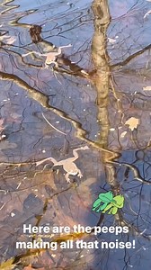 3 comments | Here are the peeps making all that noise! #frogs #springpeepers -Kristin | B101 | Facebook