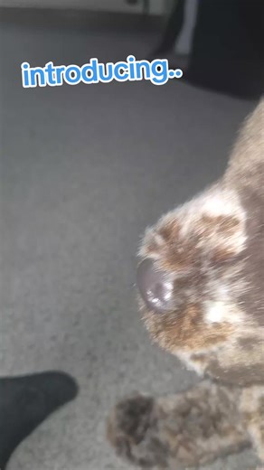 only sound I could find that was kewl enough/#essa #essacomunity🐕🐕‍🦺🦮🐾 #stuffedanimalsoftiktok #emotionalsupportanimal #emotinalsupportstuffedanimal