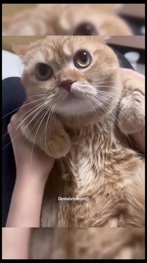 Hilarious Funny Cats Compilation