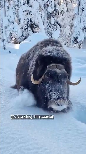Meet the musk ox – survivor from the Ice Age!