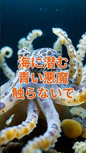 [Deadly Venom] Don't Touch This Cute Octopus. What Is the Blue Devil Lurking in the Sea? #BlueRin...