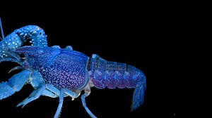 30K views · 472 shares | This brilliantly colored invertebrate is a ​blue crayfish at the Oklahoma Aquarium. Found in southern Georgia, southeastern Alabama, and Florida, this species is widespread and able to adapt to a range of habitats. They are incredibly adaptable, found around the world (whether native or introduced) and live in both still and running water. #crayfish #invert #blue #bright #brilliant #beautiful #PhotoArk #savetogether | Joel Sartore, Photographer | Facebook