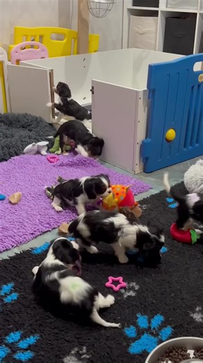 Cavalier King Charles Puppies Ready for Adoption