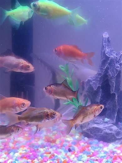 Angelfish and Glofish Tetra Care Guide