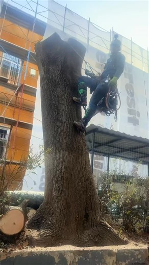 Arborist Cluj – Tăiere controlată a unui arțar de mari dimensiuni la Spitalul CFR, Cluj-Napoca Echipa Arborist Cluj a intervenit la Spitalul CFR pentru tăierea controlată a unui arțar de mari dimensiuni, amplasat într-o zonă extrem de sensibilă, între clădiri, fire de curent și alte rețele, în imediata apropiere a unui chiller (cooler) al utilajului CT din spitalul nou. Arborele avea: 🌳 diametru aproximativ 80 cm 🌳 înălțime de circa 25 metri Poziționarea și dimensiunile au făcut ca lucrarea să
