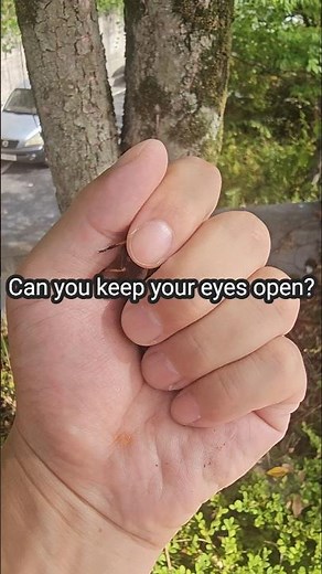 The insect cicada surprises me #insects #cicada #nature