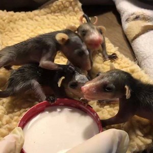 Baby common opossums (Didelphis marsupialis) need love too! | Jaguar Rescue Center