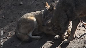 Wolves in autumn, the behavior of isolated wolves in the forest, videos filmed with video denoiser