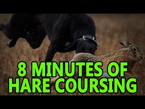 Hare Coursing (8minutes) | Working Lurcher