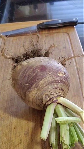 First time tasting Rutabaga (Swede). Raw and cooked. #homegrown #cooking