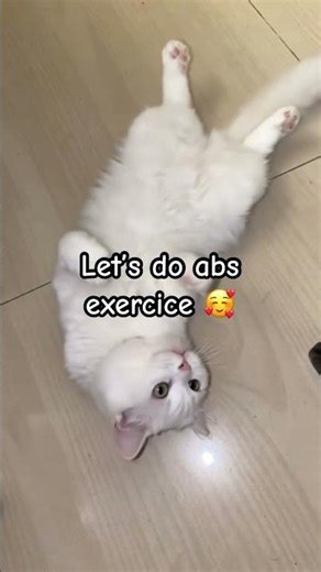 Cat doing abs workout #shorts #cat #funnycats