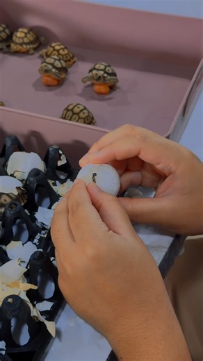 บ้านเต่าเทคนิคนครปฐม🇹🇭 on Instagram: "Let me help you. #บ้านเต่าเทคนิคนครปฐม #sulcatatortoise #เต่าซูคาต้า #sulcata"