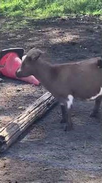 The funniest goats compilation