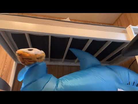 Plush tiger trapped in an inflatable shark