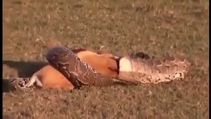 Giant Snake Eats man Alive - Largest Python Snake - Biggest Anaconda Attacks Human _ Real