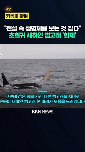 Standing Out Among the Pod: A Rare 'White Orca' Spotted / KNN