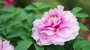 満開に咲くピンク色の牡丹の花