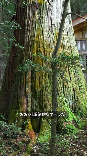東京の秘境・秋川渓谷とその先へ (20) 圧倒的なオーラだ！樹齢400年の杉
