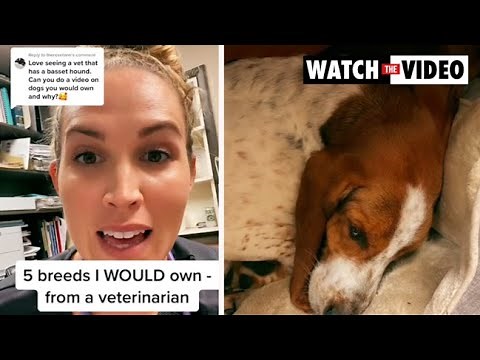 Vet goes viral after revealing the best and worst dog breed