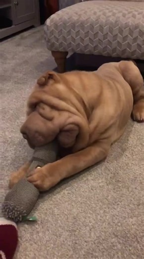 Meet Bruce: The Cutest Wrinkly Dog Ever