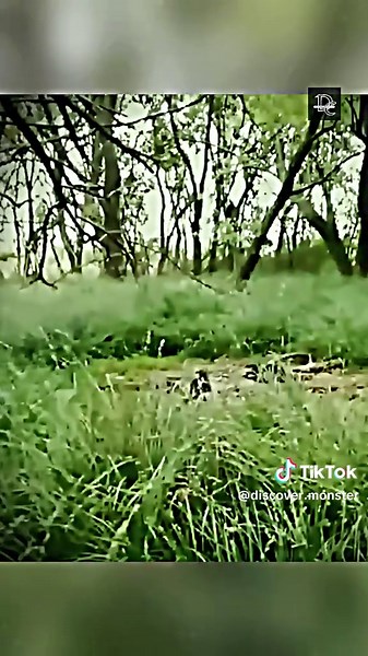 Discover Real Monsters: Tiny Goblins Caught on Camera