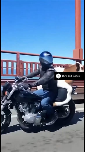 73K views · 72 reactions | Cow on a motorcycle | Chris And Jasmin | Facebook