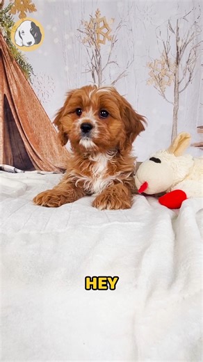 Central Park Puppies Inc. Helpful Tips on Instagram: "Topaz is an adorable F1 Cavapoo with beautiful light red coloring and white markings, and a personality that instantly lights up any room. Full of energy and affection, Topaz loves playtime and thrives on human connection — his friendly nature makes him impossible to resist. True to his Scorpio traits, Topaz is intuitive, deeply loyal, and forms strong bonds with his people. He’s the kind of pup who wants to be part of every moment, bringing 