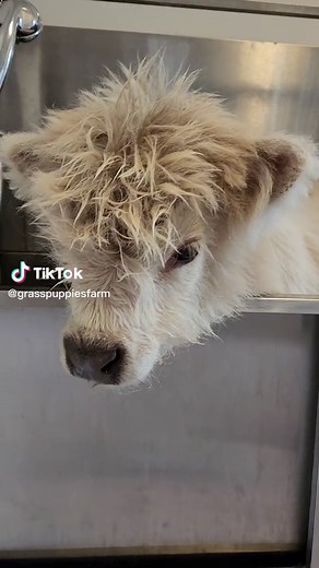 Tiny House Cow Compilation 🐄🏠 Cute Baby Animals