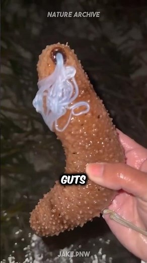 The Sea Cucumber’s REMARKABLE Defense Mechanism! 🥒