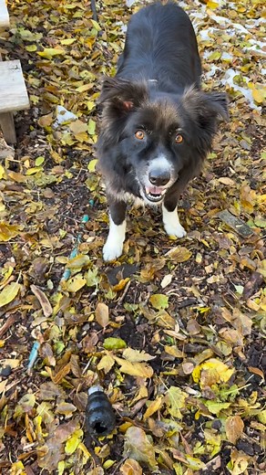 Fetching with the fetchers! ❤️❤️🐾🐾👍🏼 | Fetch & Play Inc.