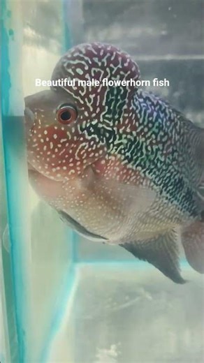 beautiful male flowerhorn fish #aquariumsetup #fish #feeds #fishroom