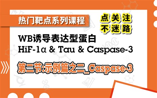 WB检测cleaved caspase 3无信号or条带数目不对？凋亡标志物蛋白caspase3的蛋白特性及WB实验关键控制点介绍