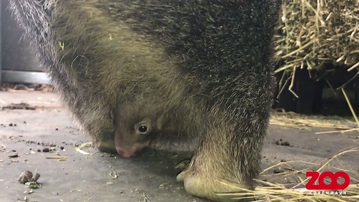 174K views · 47 reactions | Copenhagen Zoo's first baby wombat peeks out of mother's pouch: https://yhoo.it/2oPq6rC (Credit: YouTube/Copenhagen Zoo) | Yahoo Canada | Facebook