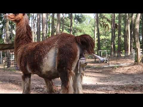 Llama Birth PART TWO - Redemptive Love Farm