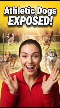 Extreme Canine Agility: 5 Breeds That Defy Gravity #dog #germanshepherd #fitdogs