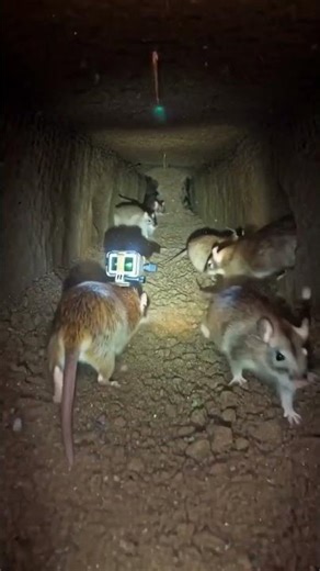 Inside a Rat Burrow | POV Journey Beneath the City