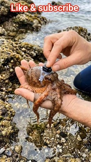 Octopus POV 🐙 | Real Micro Camera Mounted on a Juvenile Octopus