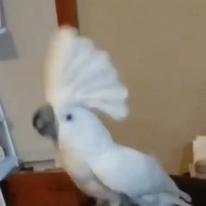 6.5K views · 425 reactions | Dog boss #foryoupage #viral #dogsofttiktok #newfypoo #rescuedog #Make... | Busterthecockatoo | Facebook