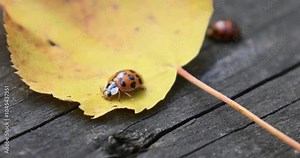 A vibrant orange ladybug with black spots is captured on a textured wooden surface; the detailed close-up highlights the intricate patterns of both bug and surface.