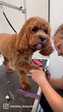 Cavapoo puppies are the cutest after their haircuts