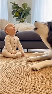 Baby Tries to Howl Like a Husky... And the Husky Answers