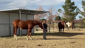 Monica caught some video of me with a scary clipper running in my hand, discussing with Daphne how they’re actually not dangerous to silly Thoroughbreds. 🤣 | Polo Pony Rescue