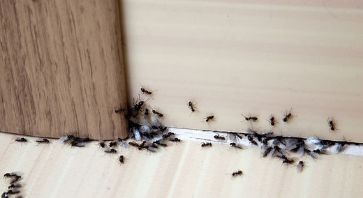 On a trouvé l'astuce pour stopper une invasion de fourmis à la maison !