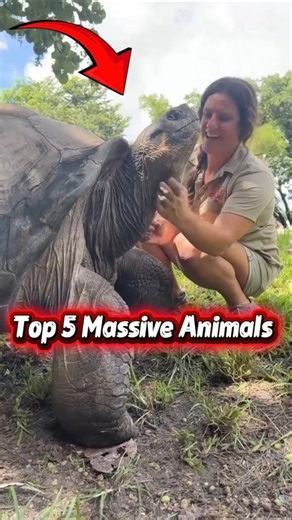 Top 5 Massive Animals That Are Bigger Than You Think #massive #animals #shorts