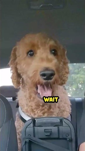 YoU hAvE dEcEiVEd mE! 🐶😤