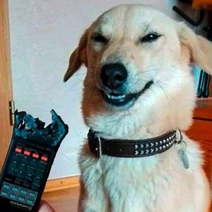 219K views · 805 shares | 藍 Funniest  Dogs And Cats - Try Not To Laugh - Funny Pet Animals' Life  | Pet Funny Video | Facebook