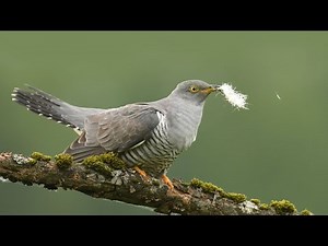 Cuckoo Bird The Clever Bird with a Surprising Habit Explained Simply